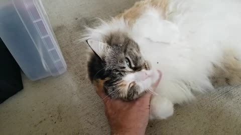 20240726 093459 Khaleesi is SO Fluffy