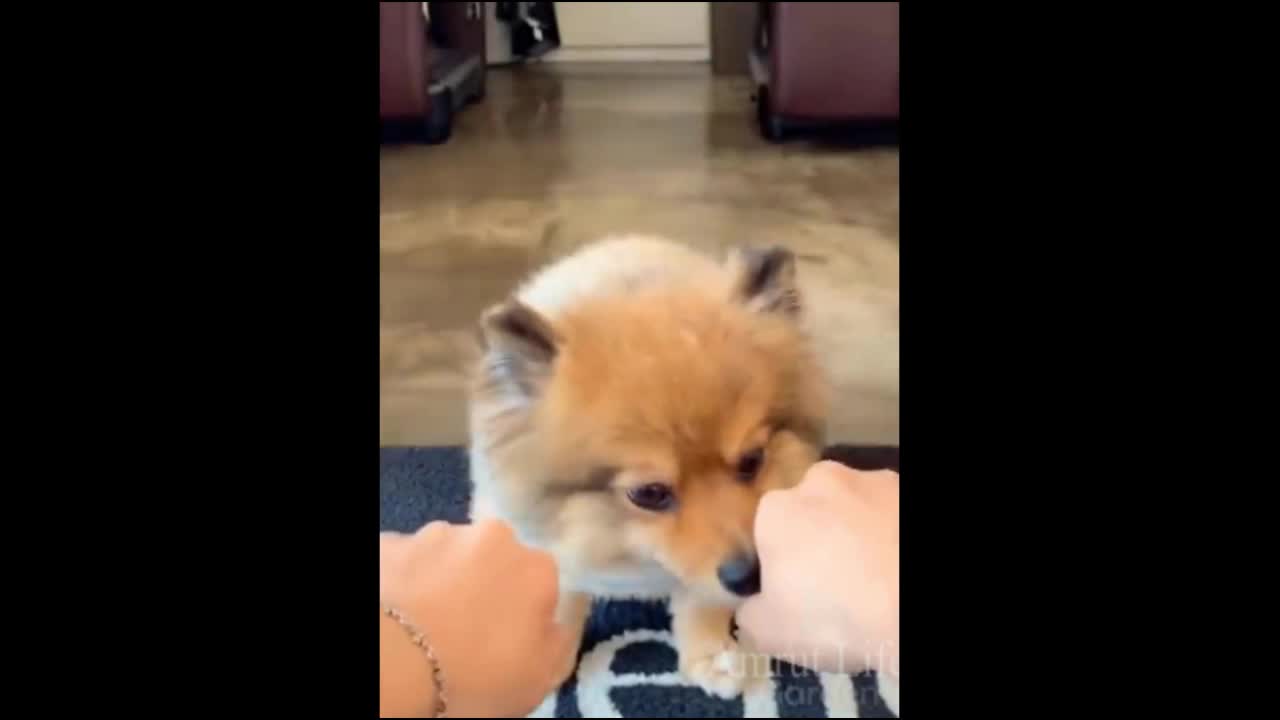 Dog playing with jonys hand to eat, make u laugh haha