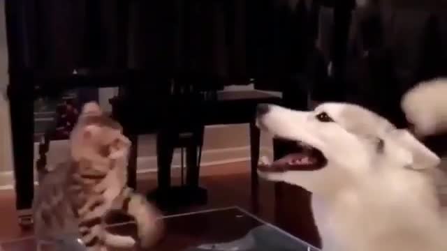 The cat and dog fight