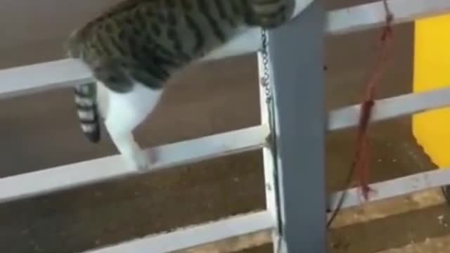 Funny cat video