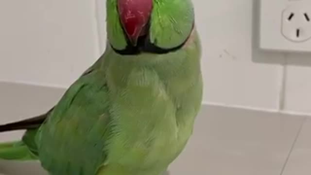 “ parrot kisses “my parrot My scruffy little man