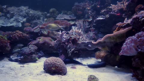 Exotic marine fish