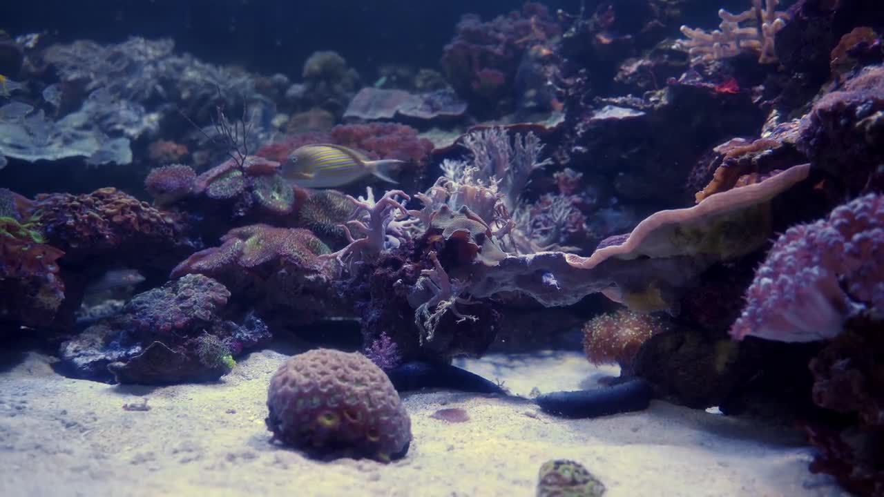 Exotic marine fish