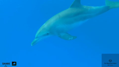 50000 years old dolphin spotted