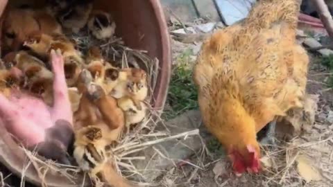 Piggy friends and doggy friends are surrounded by little chickens.