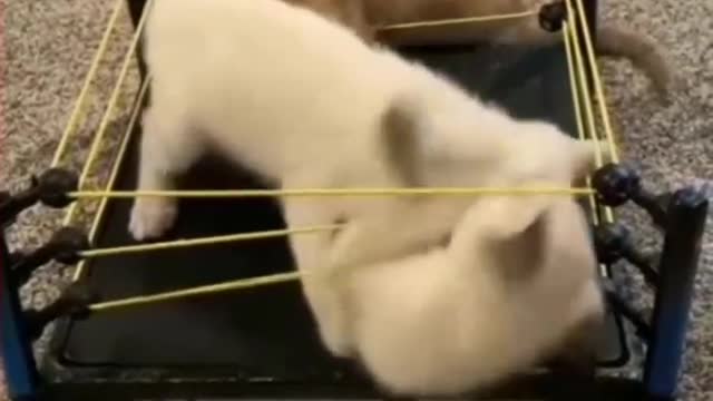 Wwe fighting cute cats,funny cats,cute pets