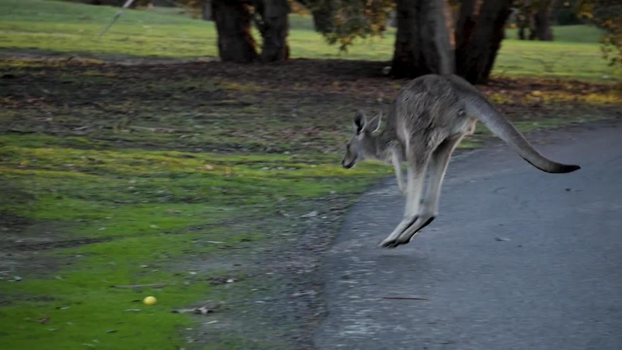 Watch How the Kangaroo Jump! 🦘✨