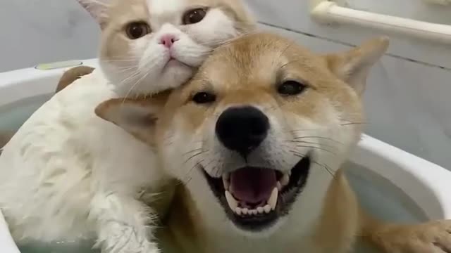 Two cute friends
