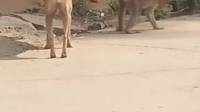 Super funny animal video dog and monkey