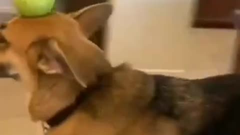 Try not to laugh-- Funny animals- _funnyvideos #dog # cat