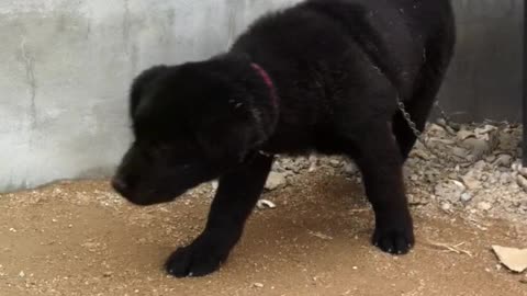 A little black dog in a factory.