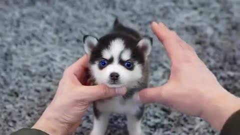 Micro Husky Puppy cute dogs videos