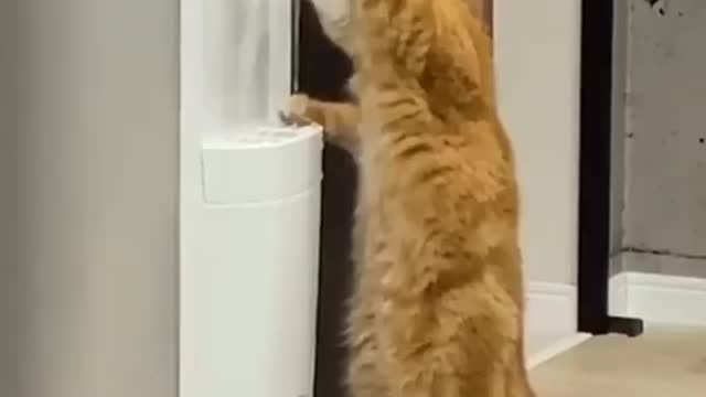 cat drinking water in the human's drinking fountain