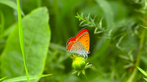 Orange butterfly rest on a plant