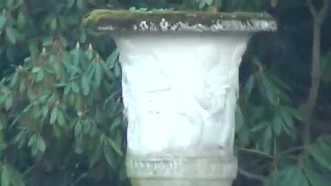 OCTAGON SWISS SLEEPER AGENTS IN USA - THE 2 V IS THE PROTECTION OF THE ROYAL PHARAONIC REPTILIAN EMP