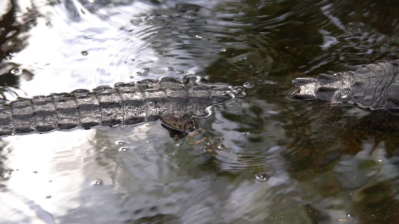 Baby Gators