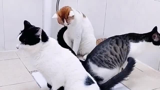 Funny animal -funny cat