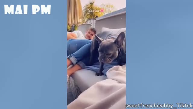 Dogs reactions to farts and smells! Have to see their faces!!