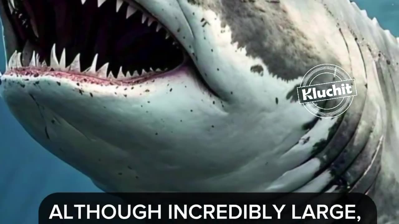 The ocean is such a scary place ! Who dares to take a dip
