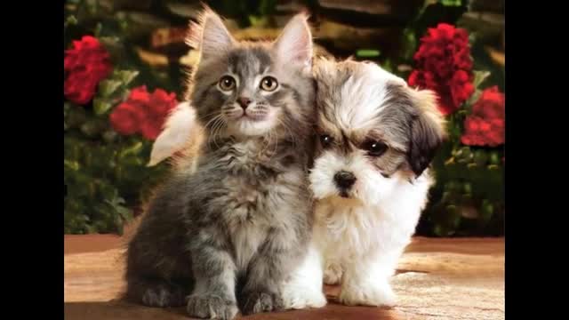 Kittens and Puppies