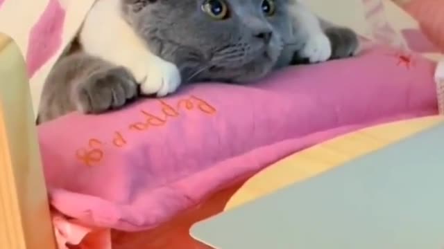 live better than a cat