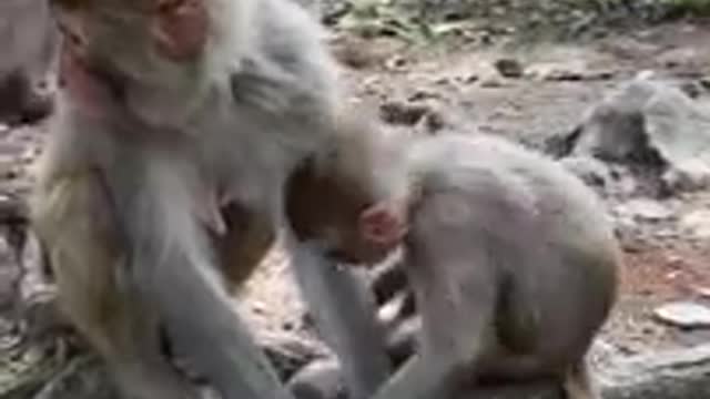 Monkey laughing videos very funny video