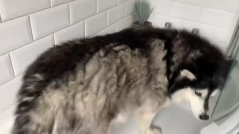 Alaskan Malamute Bath Time! Naughty Niko Rolled In Poo!-10