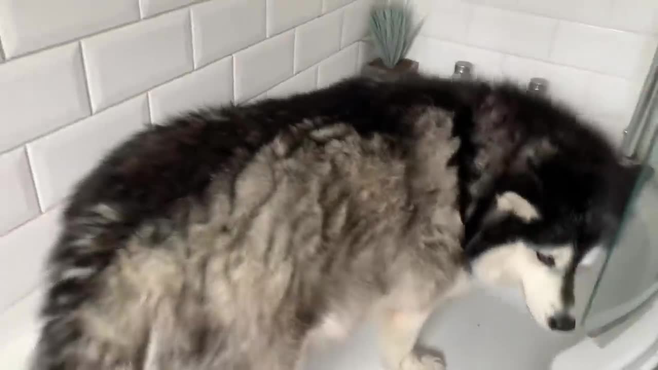 Alaskan Malamute Bath Time! Naughty Niko Rolled In Poo!-10