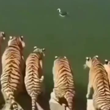 Animal dubbing Funny video