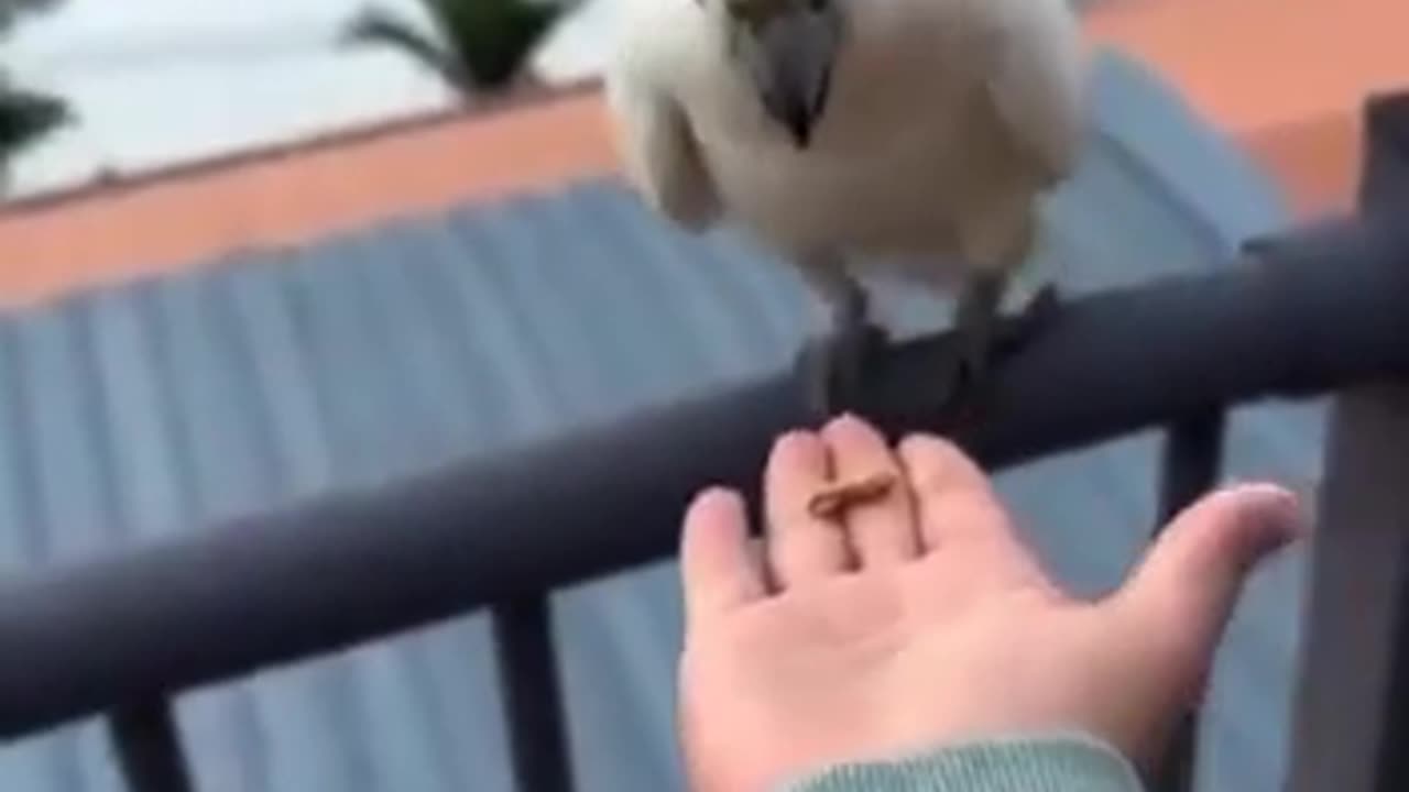 The girl gave a cookie to a parrot and that's what came out of it…