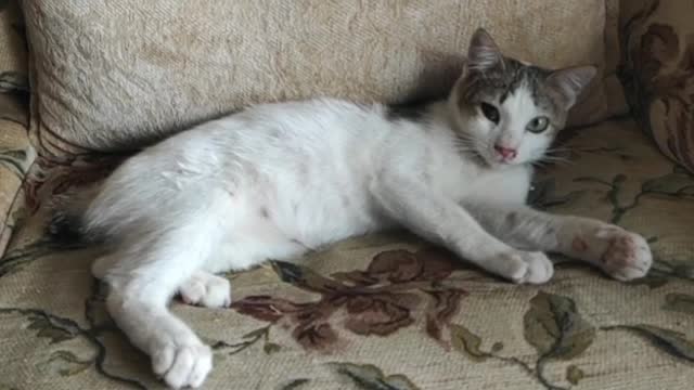 One-eyed cat looking at the camera