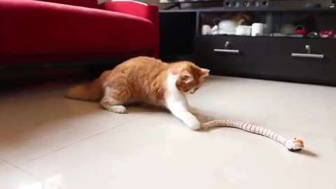 cat most funny video