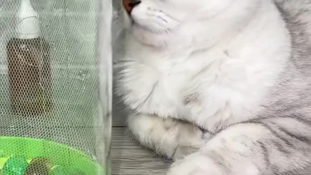 Cat funny so cute 6