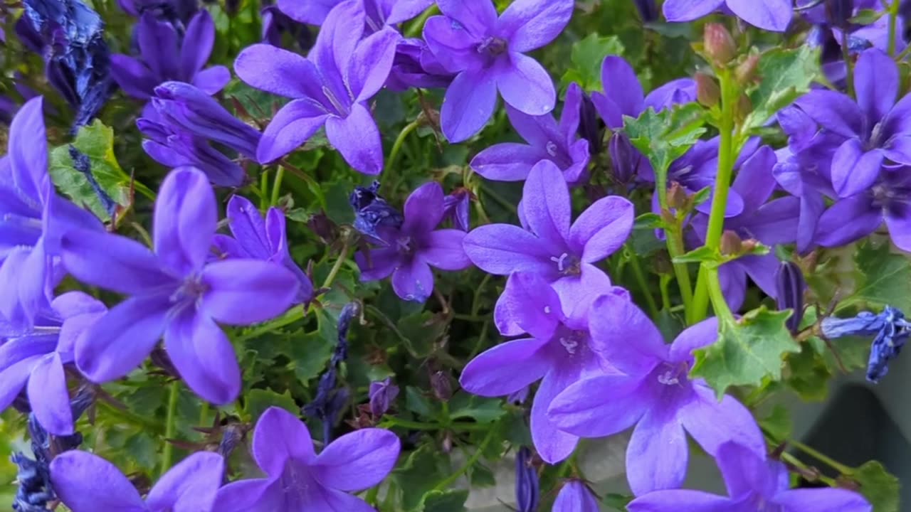 Bellflowers