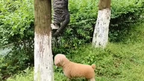 CAT, DOGS and ANIMALS FUNNY VIDEO