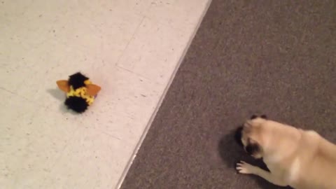Pug hates furby