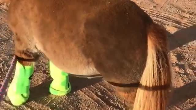 Cute And funny horse videos cute moment of the horse's Cutest Horse