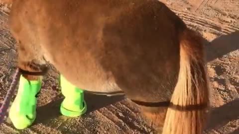 Cute And funny horse videos cute moment of the horse's Cutest Horse