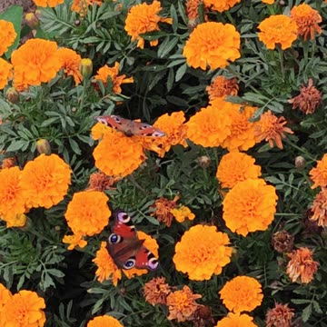 Butterflies on flowers