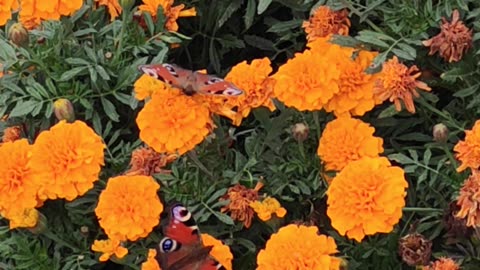 Butterflies on flowers