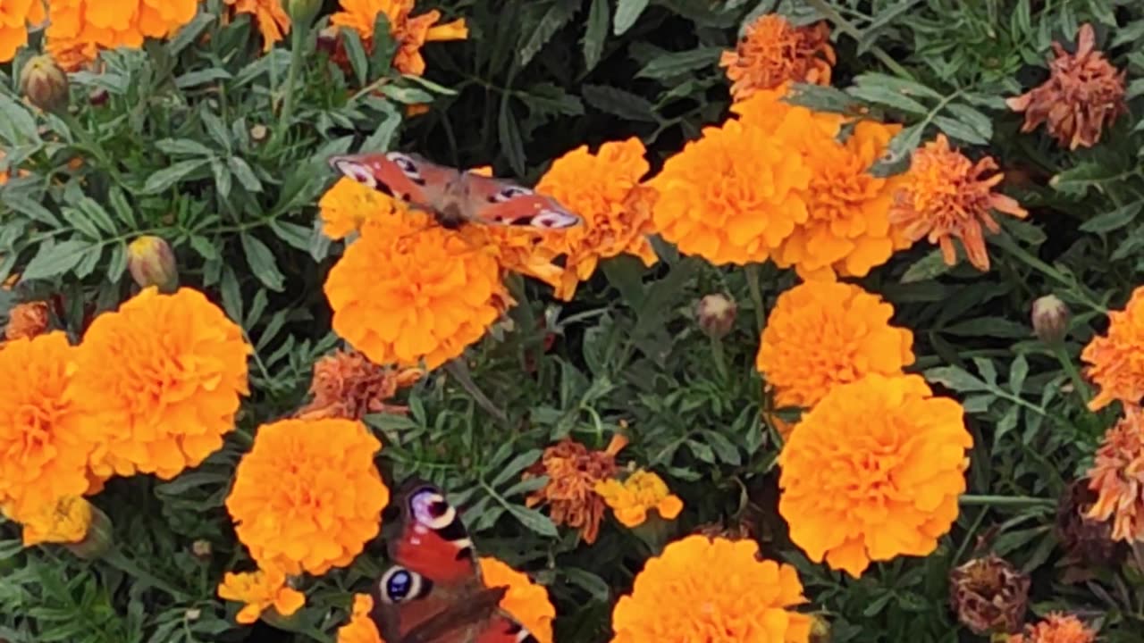 Butterflies on flowers