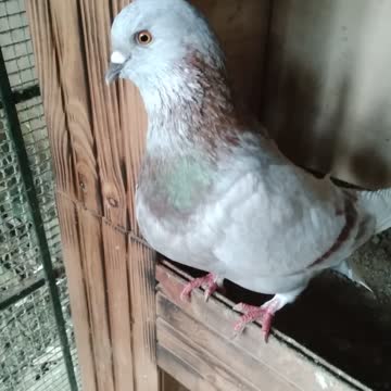 King fancy pigieon trick shots pigieon lovers