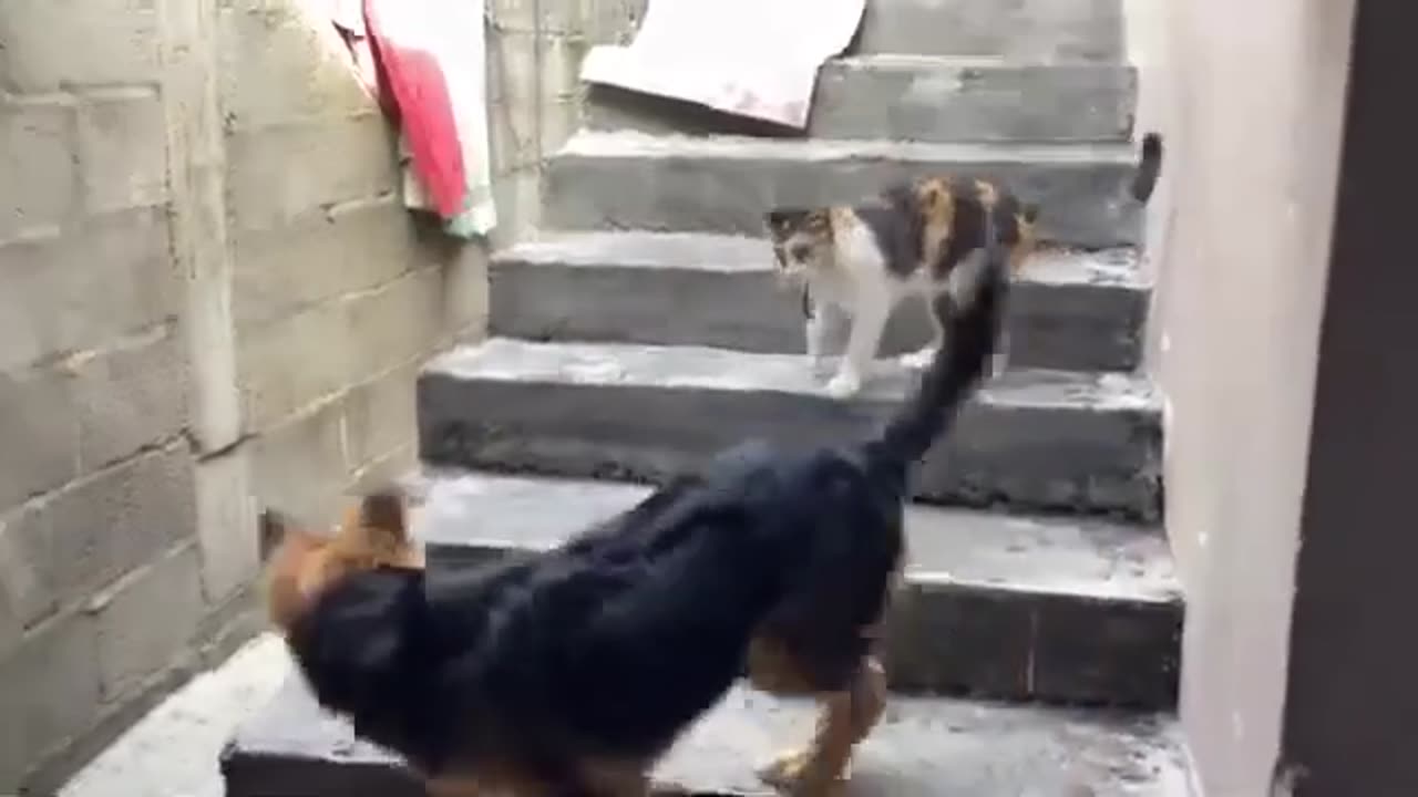 Dog & Cat Fighting