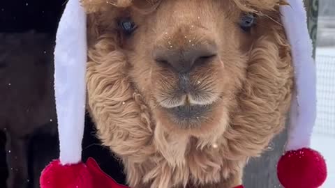 Happy Christmas Alpaca