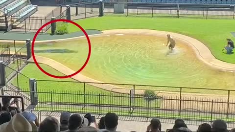 Crocodile Show Gone Wrong