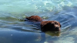 A beautiful Puppy swimming on sea beach