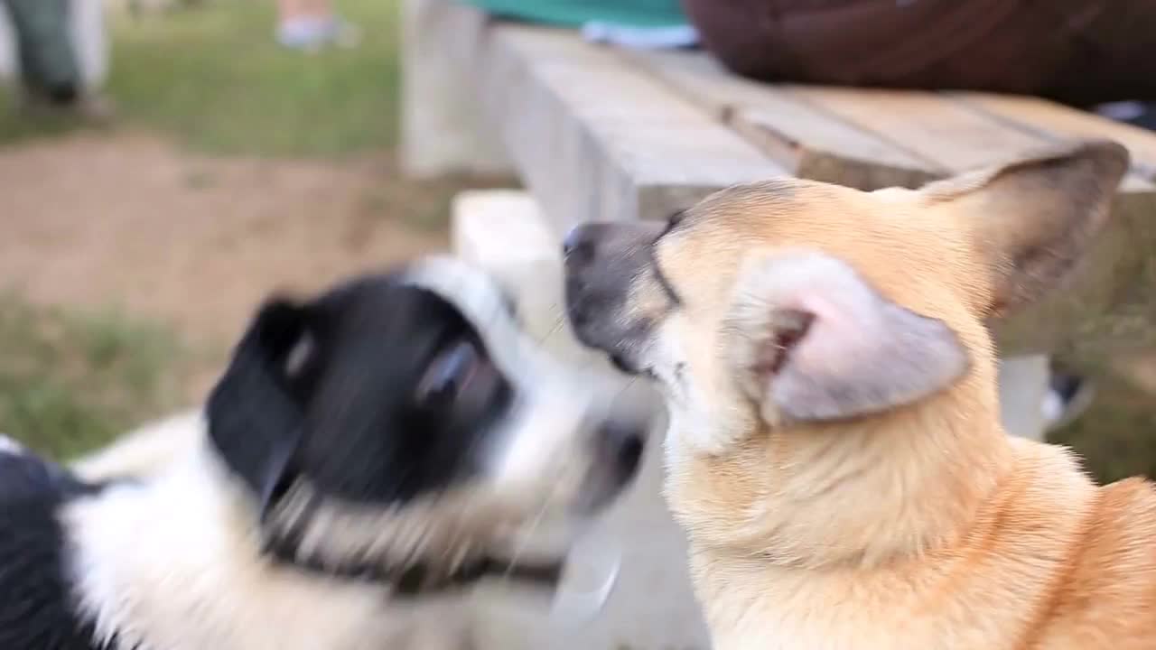 Group of Dogs Playing in the Backyard