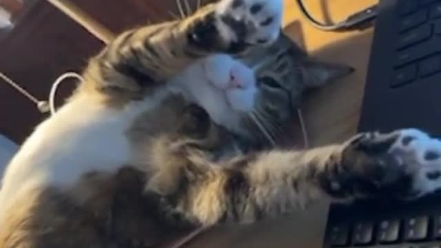 Cute cat lays on the table when daddy was doing his work on laptop