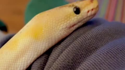 Yellow snake