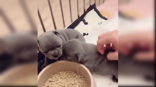 cute and funny baby dogs puppies14